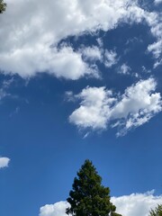 The tree and the September sky from Tokyo downtown.  Year 2022