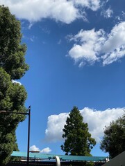 The tree and the September sky from Tokyo downtown.  Year 2022