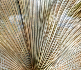Abstract Closeup of a Dry Palm Frond with Reflections.