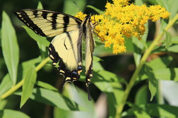 butterfly on a flower