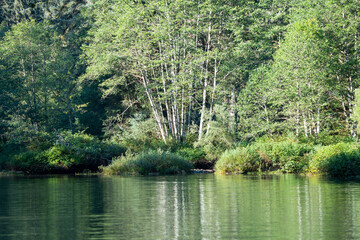 Forest shoreline in Misty Fjords National Monument of South East Alaska