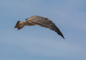 flying in flight