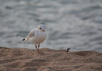 seagull on the beach