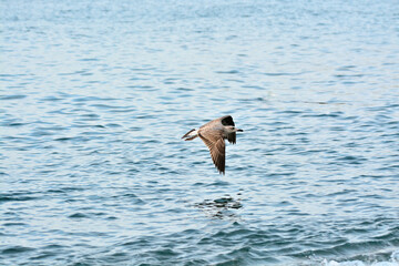 seagull in the water