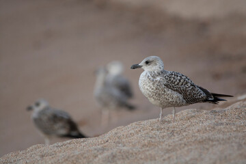 red backed shrike