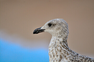 close up of a bird