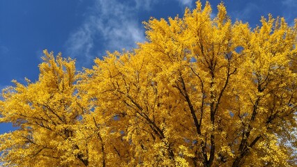 Fototapeta premium Fall color