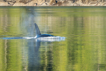 Naklejka premium Killer Whale in green sea water in Misty Fjords National Monument