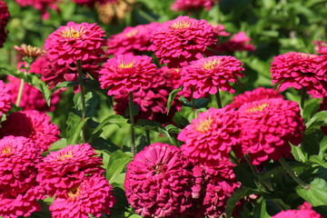 Zinnias In Bloom, Government House Park, Edmonton, Alberta