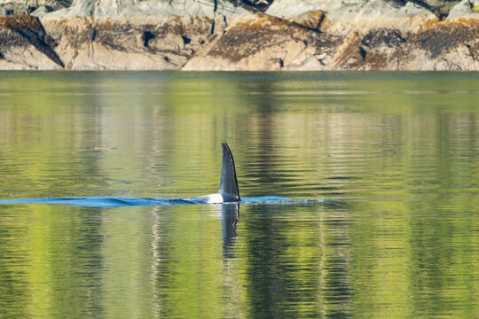 Killer Whale in green sea water in Misty Fjords National Monument