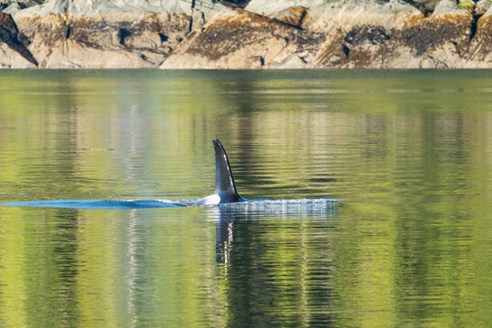Killer Whale in green sea water in Misty Fjords National Monument