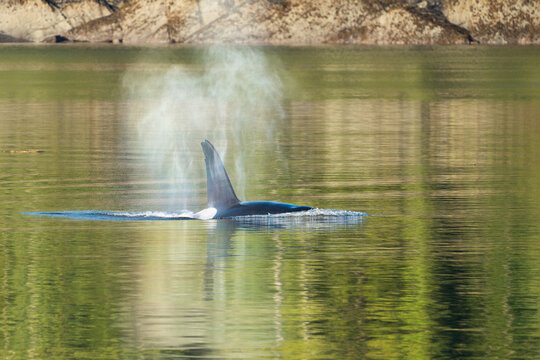 Killer Whale in green sea water in Misty Fjords National Monument