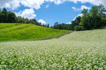 高原の蕎麦畑