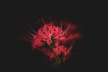 Fototapeta premium red flower on black background