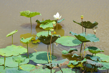 white lotus blooming and green leaves beauty nature.j
