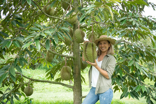 Happy young asian woman farmer holding durian in durian plantation, durians on the durian tree in a durian orchard, Durian production from farms in Thailand, Durian is a king of fruit in Thailand.