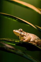 close up southern brown tree frog on branch