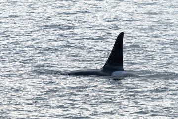 Fototapeta premium Killer whale in Chatham Strait, Alaska