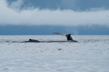 Fototapeta premium Humpback Whale tail in South East alaska