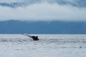 Fototapeta premium Humpback Whale tail in South East alaska