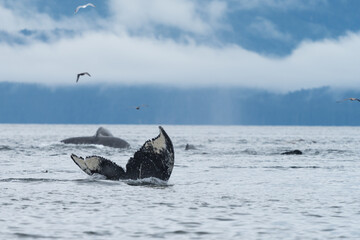 Fototapeta premium Humpback Whale tail in South East alaska