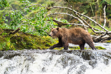 Fototapeta na wymiar Coastal Brown bears in a stream near Freshwater Bay in South East Alaska