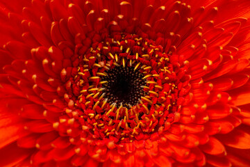 Close-up view of a red gerbera flower.