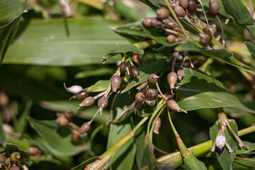 ヨクイニン（ハトムギ）の実（ハトムギ茶などの原料）	
