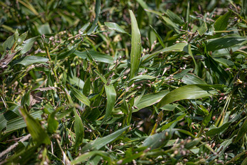 ヨクイニン（ハトムギ）の実（ハトムギ茶などの原料）	

