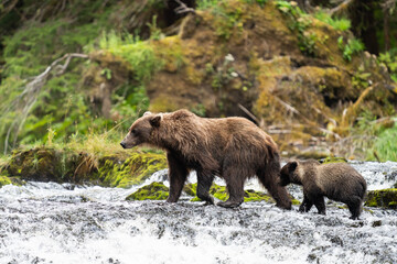 Fototapeta premium Coastal Brown bears in a stream near Freshwater Bay in South East Alaska
