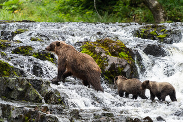 Obraz premium Coastal Brown bears in a stream near Freshwater Bay in South East Alaska