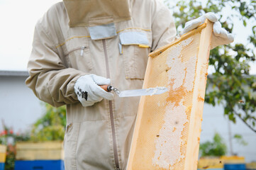 Beekeeper on apiary. Beekeeper is working with bees and beehives on the apiary.