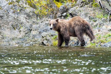 Obraz premium Coastal Brown bears in a stream near Freshwater Bay in South East Alaska