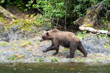 Fototapeta premium Coastal Brown bears in a stream near Freshwater Bay in South East Alaska