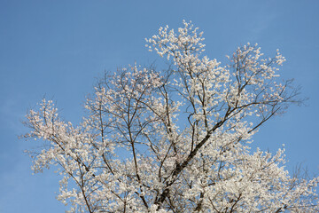 満開の桜