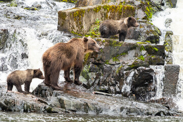 Fototapeta premium Coastal Brown bears in a stream near Freshwater Bay in South East Alaska