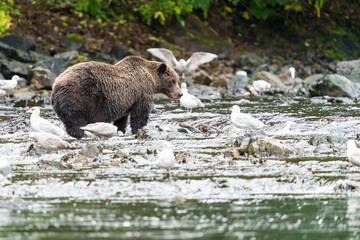 Coastal Brown bears in a stream near Freshwater Bay in South East Alaska