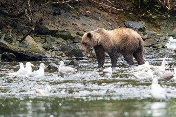 Obraz na płótnie Canvas Coastal Brown bears in a stream near Freshwater Bay in South East Alaska