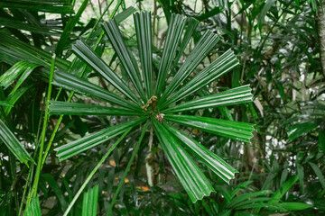 Mangrove Fan Palm (Licuala spinosa)