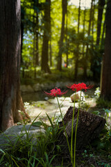 equinox flowers  bloom warmly in autumn