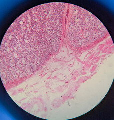 photo of spinal cord tissue under the microscope