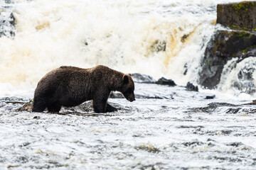 Fototapeta premium Coastal Brown bears in a stream near Freshwater Bay in South East Alaska