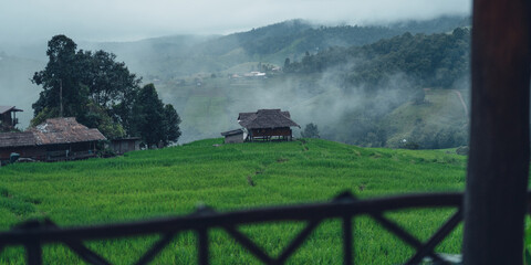 View of the rice fields from the hut