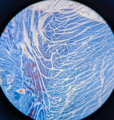 photo of smooth muscle tissue underr the microscope