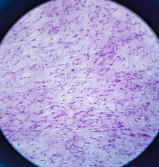 photo of loosen connective tissue underr the microscope