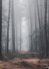 Nebel im Wald Mystisch