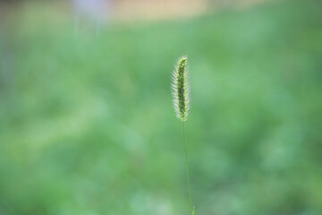 Wild dog's tail grass outdoors