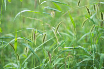 Wild dog's tail grass outdoors