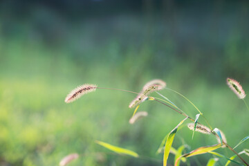 Yellowing dog's tail grass in autumn