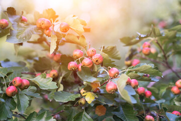 Hawthorn fruit hanging on branches